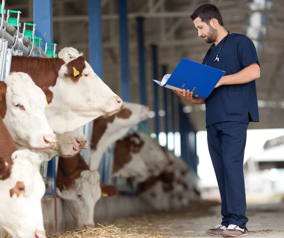 Male vet examining cows