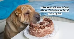 Dog and cake 2 I Love Veterinary - Blog for Veterinarians, Vet Techs, Students