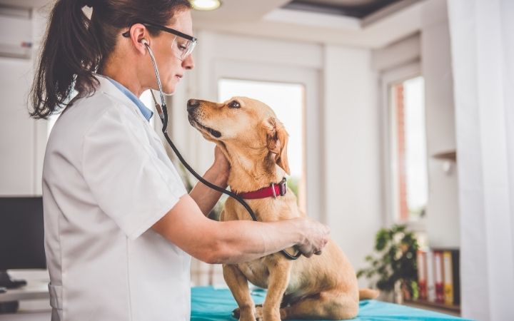 Female veterinarian examining the dog with a stethoscope - I Love Veterinary