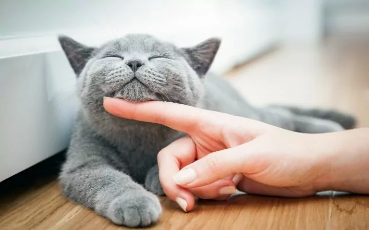 Hand petting a gray cat - I Love Veterinary