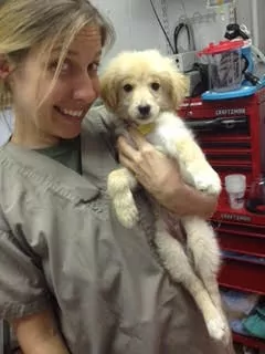 Natasha Feduik with puppy - I Love Veterinary