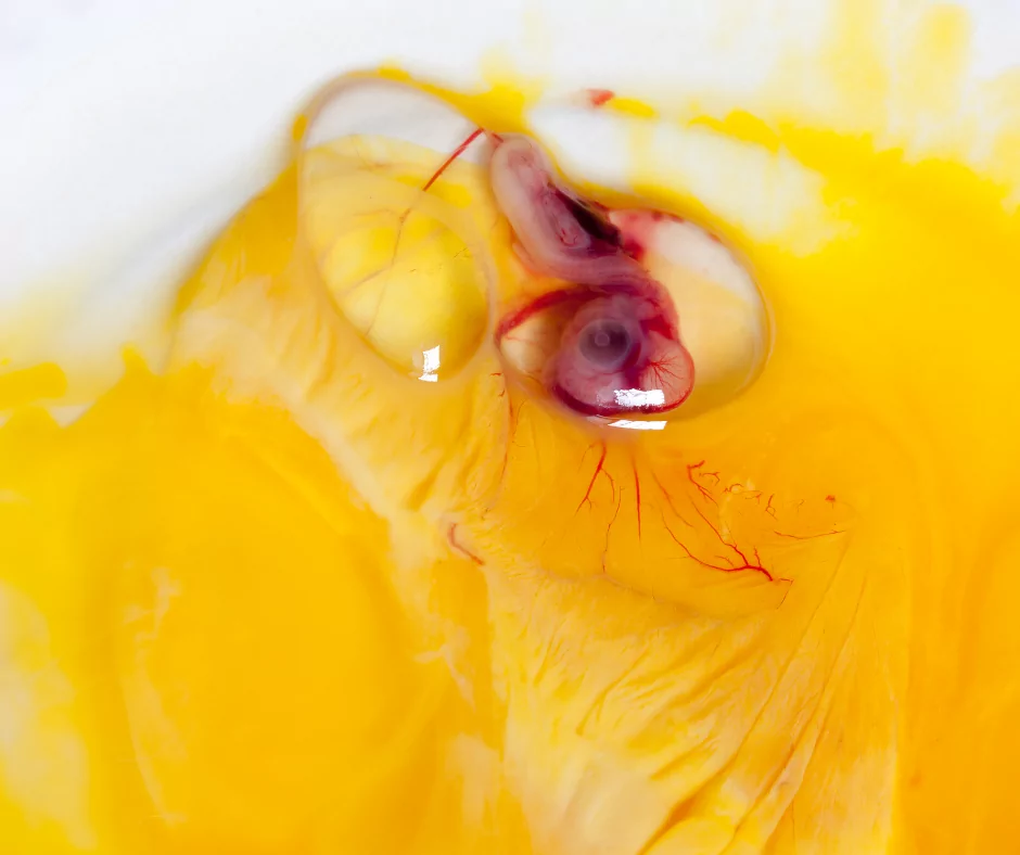 Chicken embryo developing