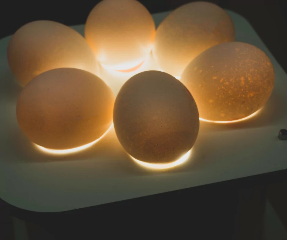 Chicken eggs under the light