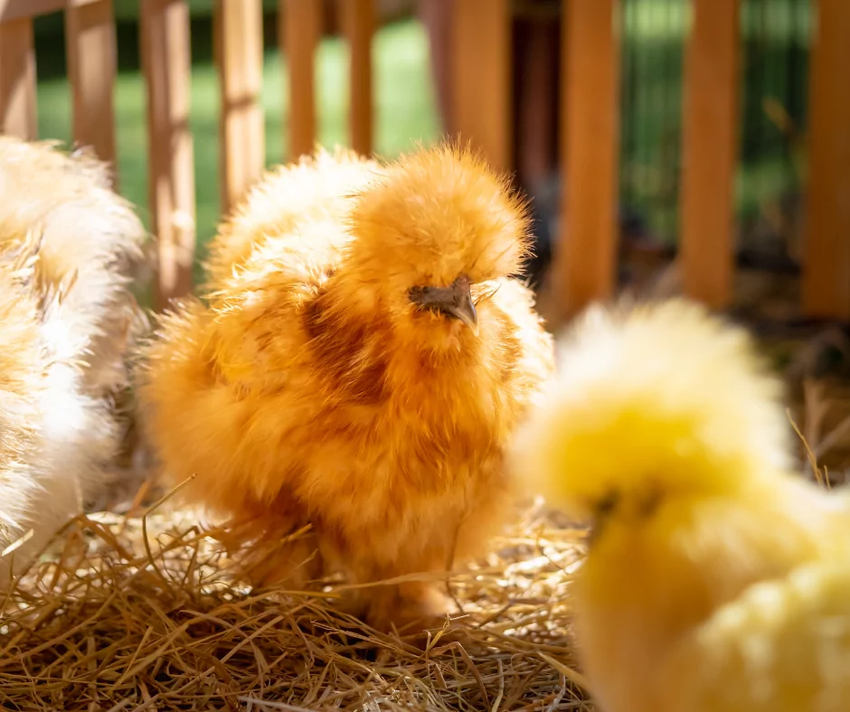 baby chickens with down fur