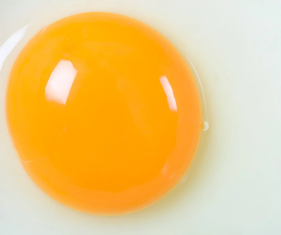Chicken egg yolk