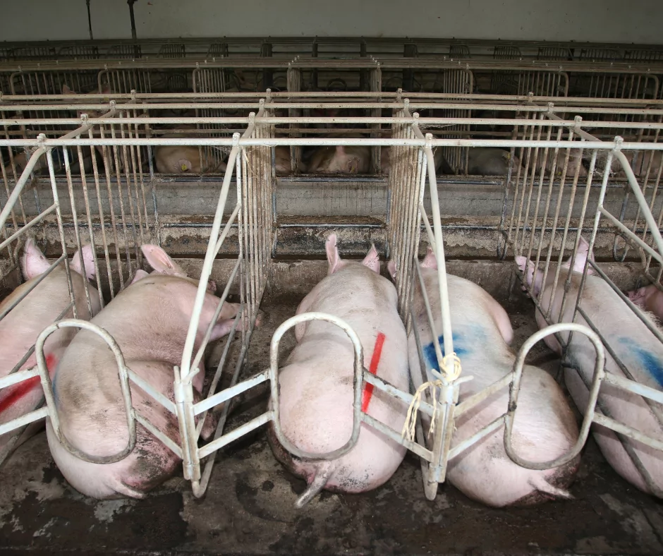 Industrial animal farming; pigs in a small space at a farm
