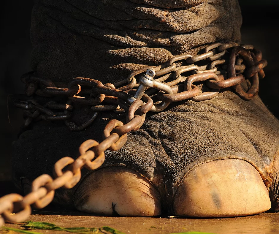 Elephant foot in chain