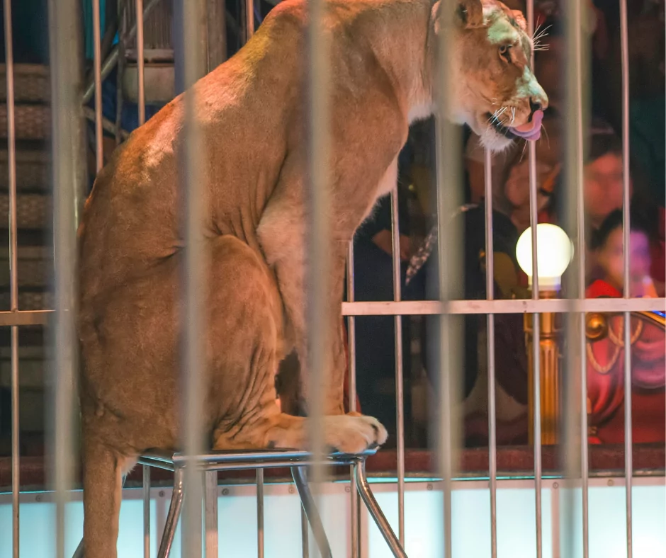lioness sitting on a stool in a circus cage