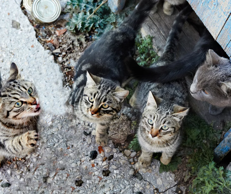 animal hoarding four grey striped cats