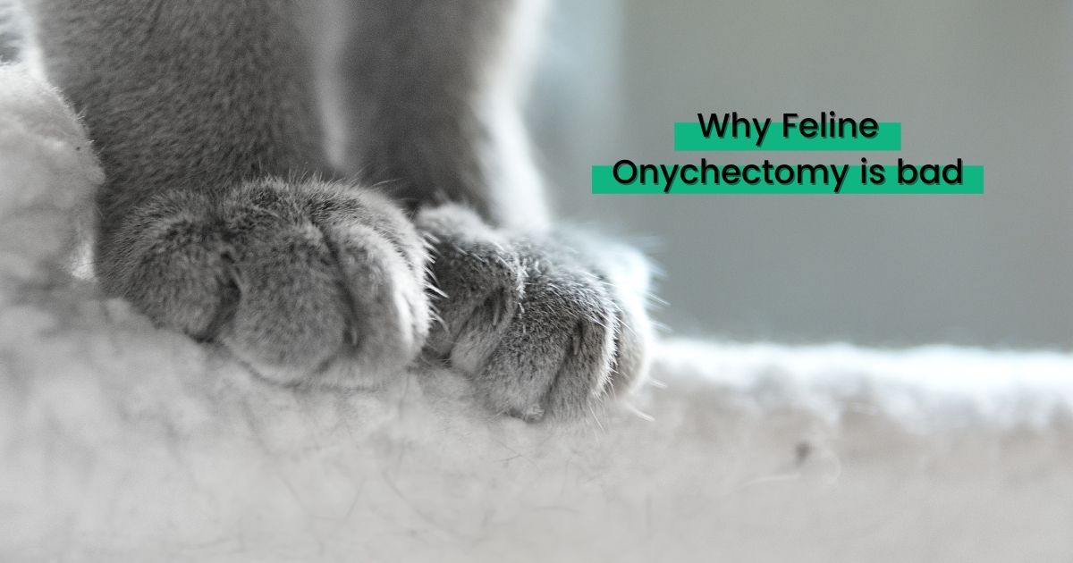 Por qué la onicectomía felina es mala - I Love Veterinary