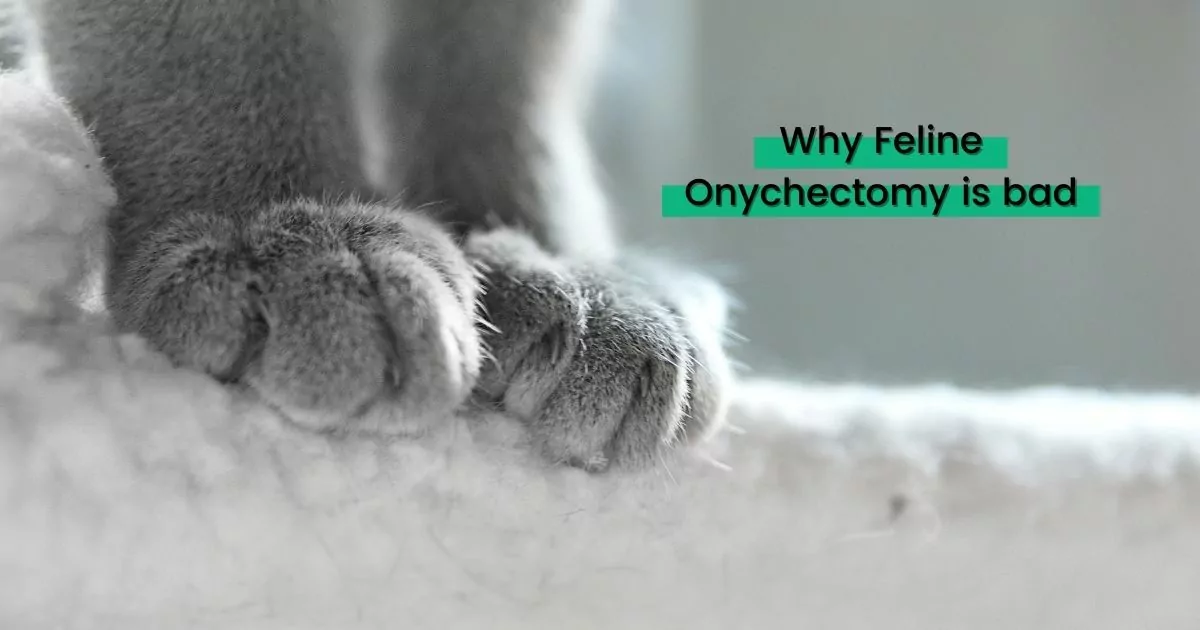 Why Feline Onychectomy is bad - I Love Veterinary