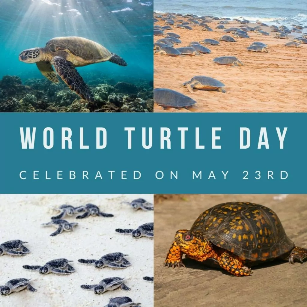 world turtle day banner