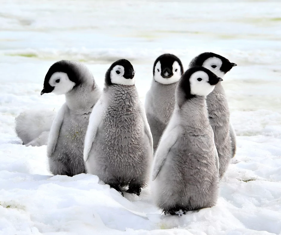 a group of baby penguins marching on the ice