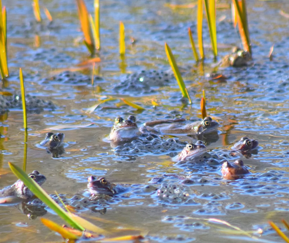 an army of frogs that laid eggs in a dam