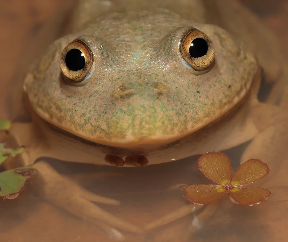 australian water-holding frog