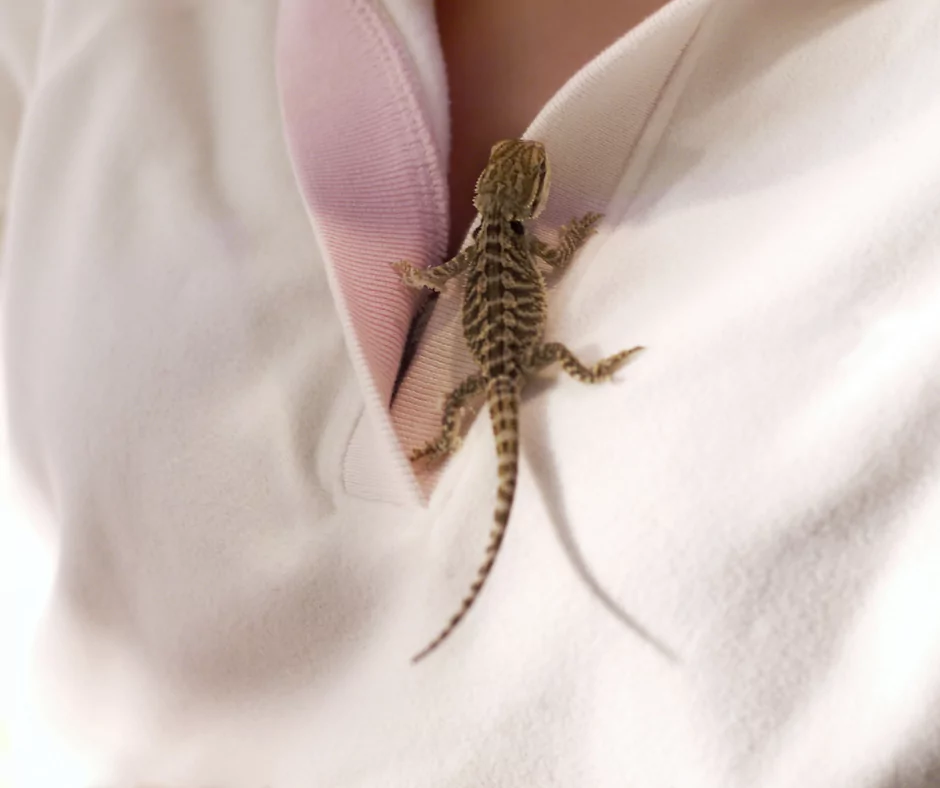 baby bearded dragon sitting on its owners shirt