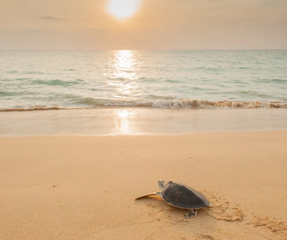 baby turtle making its way to the sea