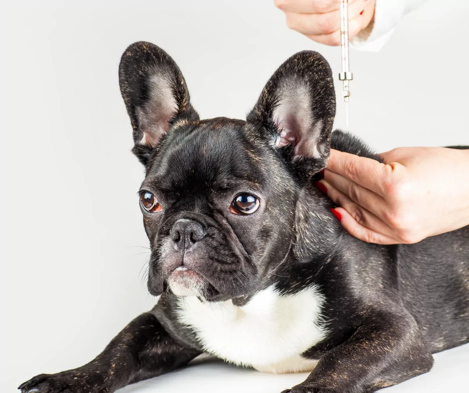 black boston terrier being vaccinated
