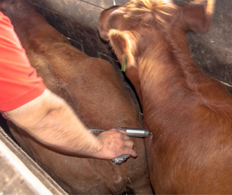 brown calves being vaccinated