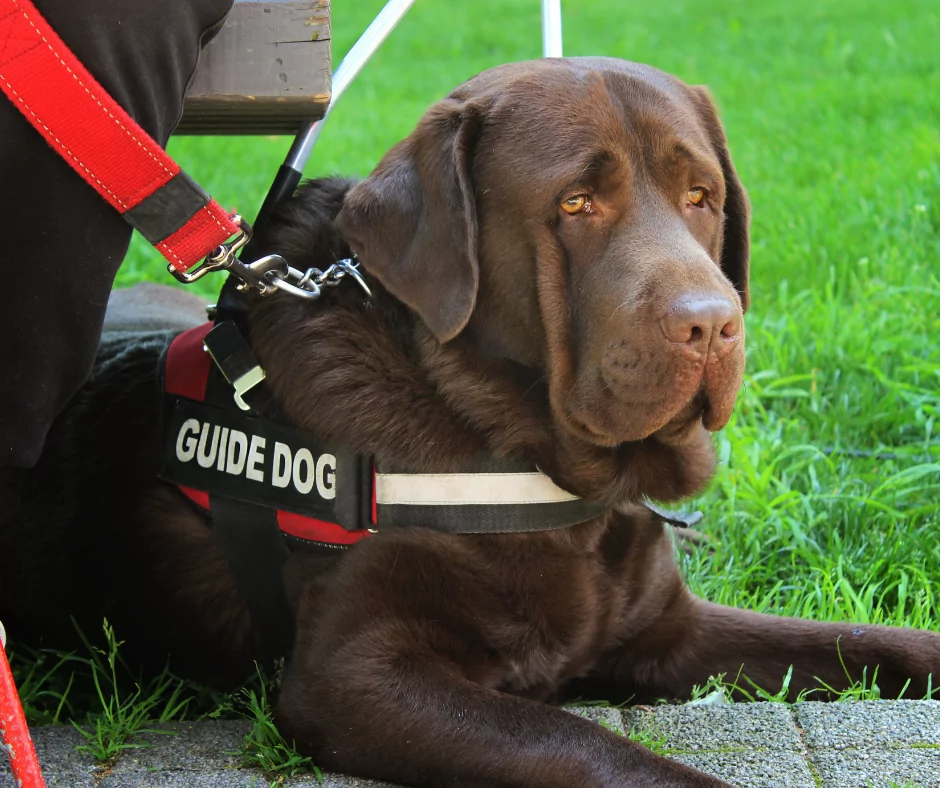brown guide dog
