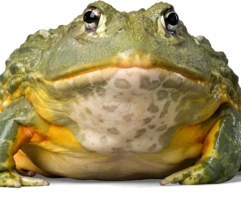 bullfrog, national frog month