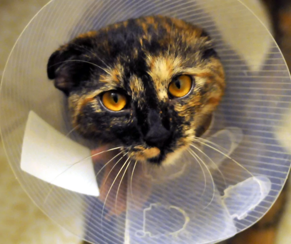 Cat with elizabethan collar