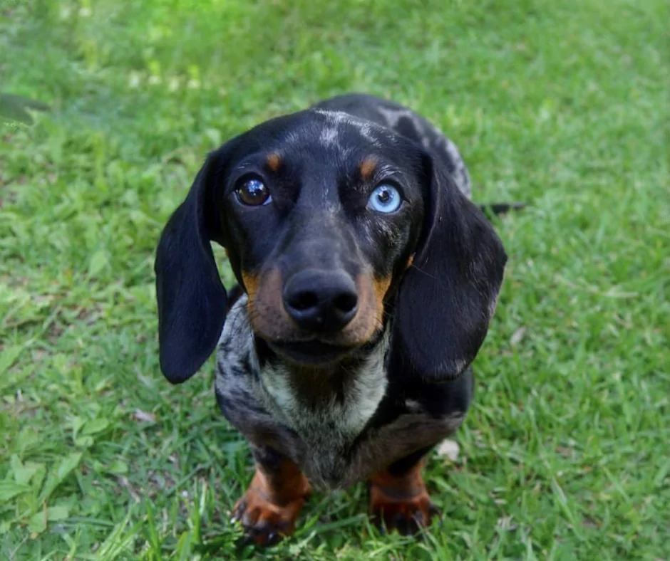 dapple dachshund with one blue eye