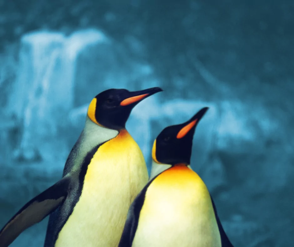 male and female penguin