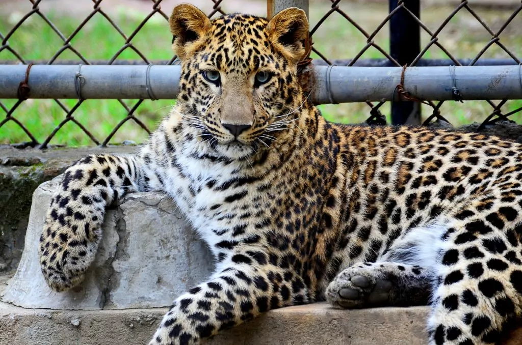 leopard in zoo enclosure