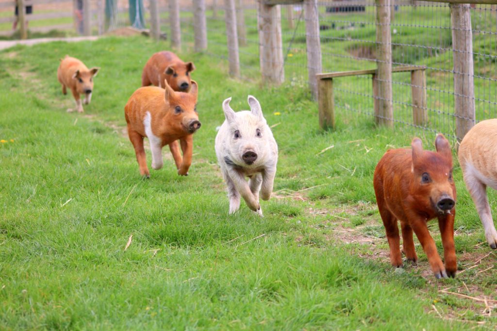 pigs running on a farm