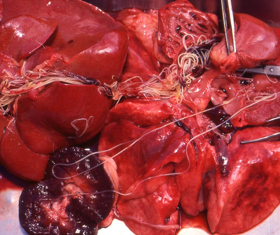 Heartworms removed during veterinary surgery