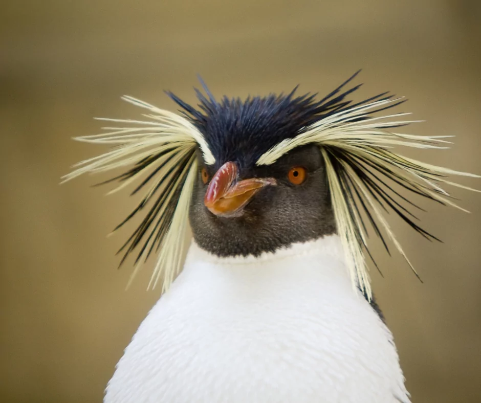 rockhopper penguin for World Penguin Day