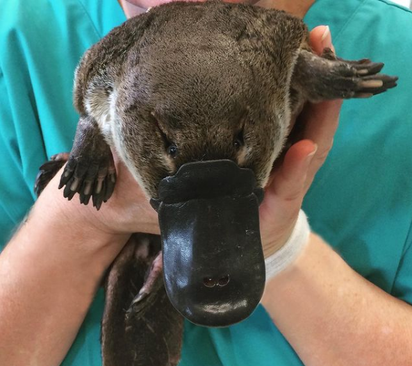 Platypus in vet's hands - I Love Veterinary