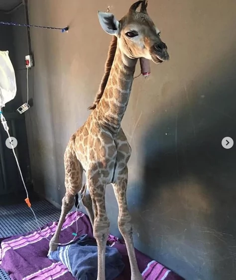 Baby giraffe as a Dr. Chloe Buiting's patient -I Love Veterianry