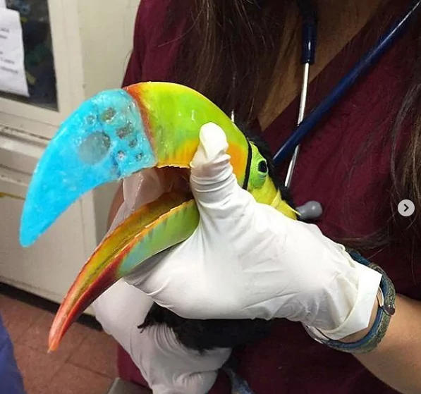 Toucan and his 3D printed beak - I Love Veterinary