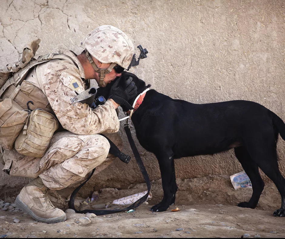 black army service dog with soldier
