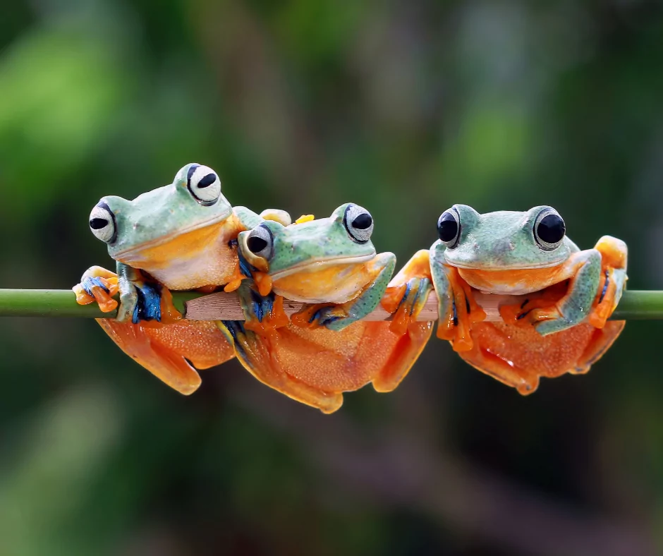 three froglets sitting on a green branch