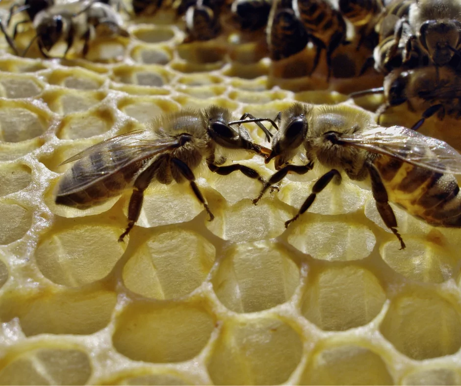 bees dancing on a honeycomb