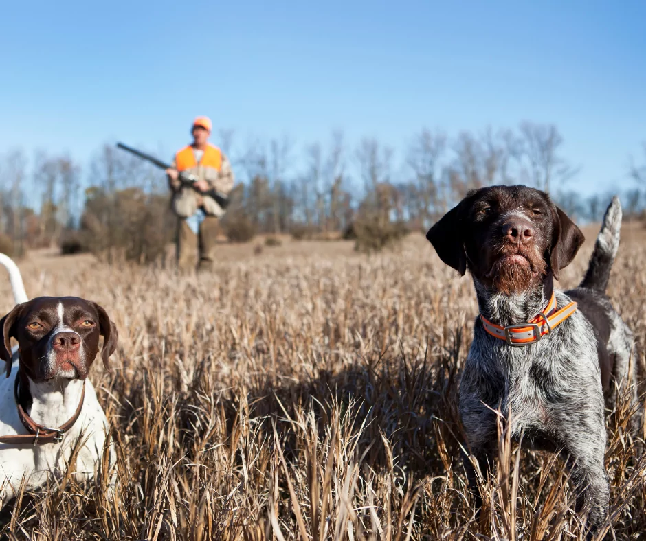 two hunting dogs in a field