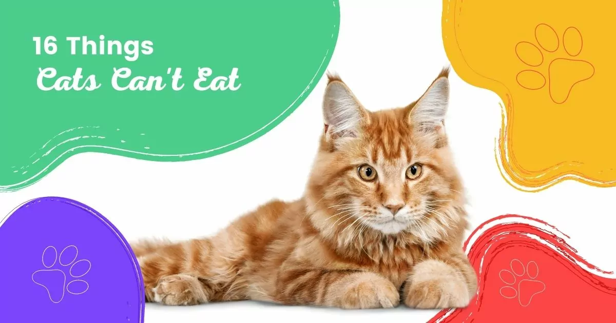 16 Things Cats can't eat - I Love Veterinary