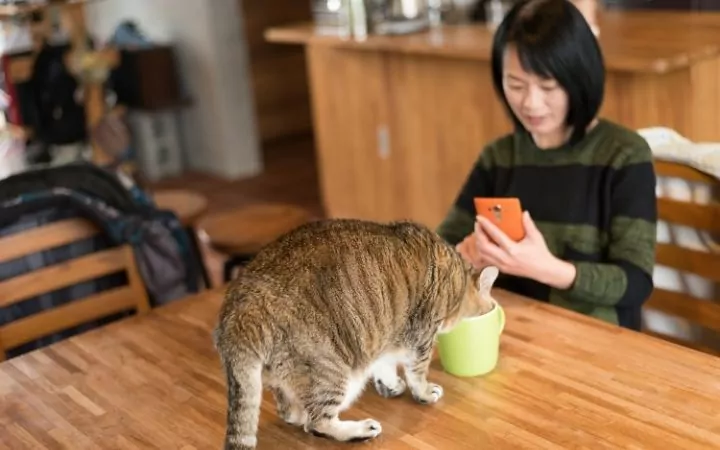 Cat drinking from the mug on the table while the female owner is looking at the phone - I Love Veterinary
