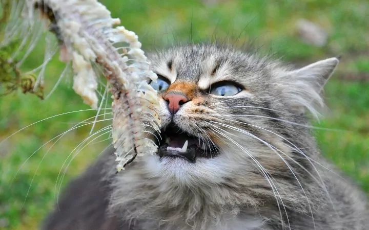 Cat eating bones - I Love Veterinary