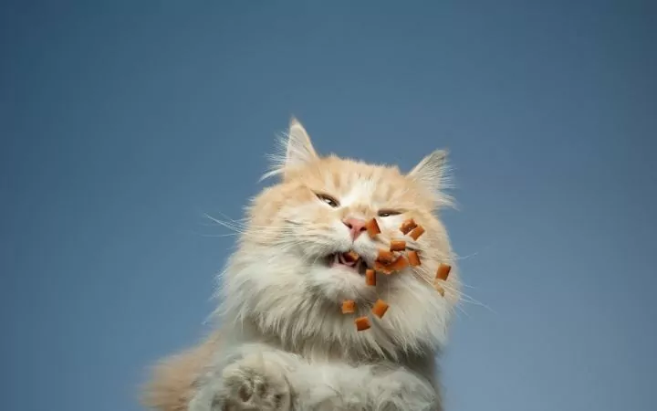 Cat eating cat food - I Love Veterinary