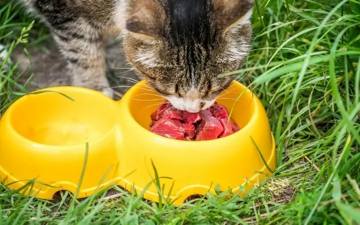 Cat eating raw meet from the cat bowl - I Love Veterinary