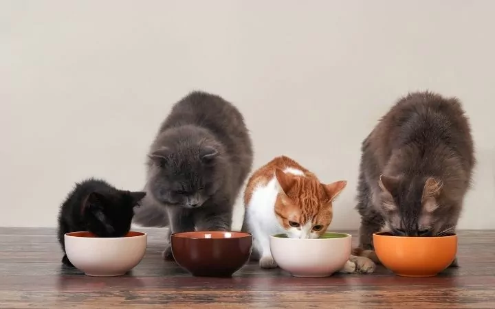 Cats eating from the bowls - I Love Veterinary