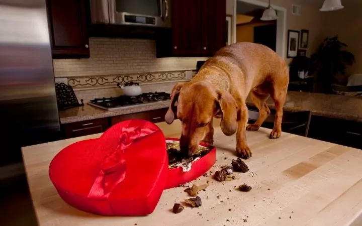 Dog eating chocolate from heart-shaped candy box - I Love Veterinary