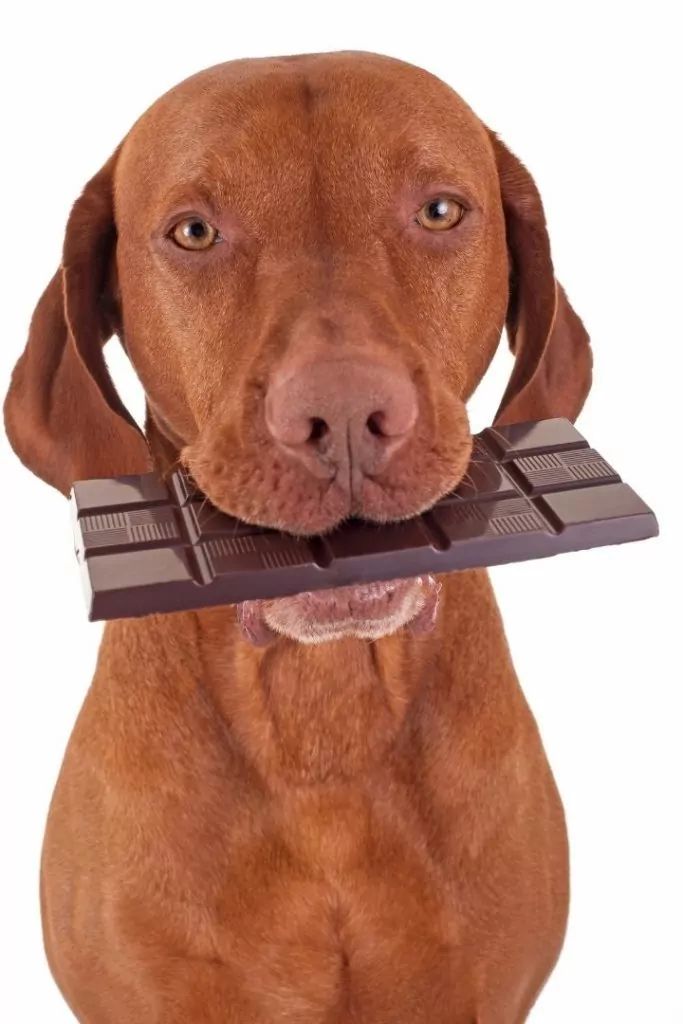 A dog holding chocolate in his mouth - I Love Veterinary
