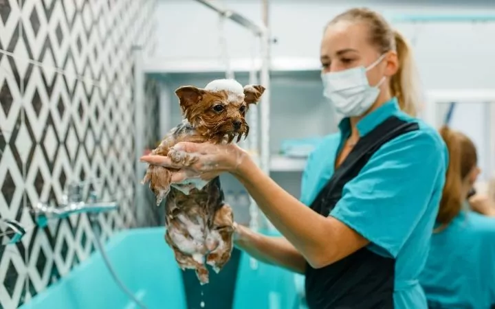 Female groomer baths Yorkie - I Love Veterinary