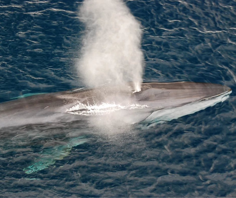Fin whale blowing air in the ocean