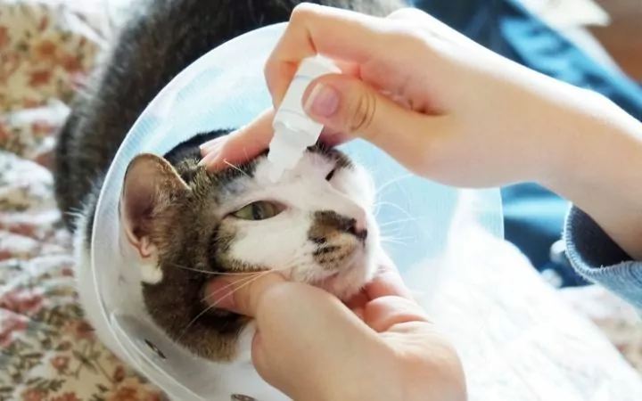 Giving eye drops to the cat with Eilsabethian collar - I Love Veterinary